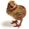 IllegitimateSonOfCouponChicken