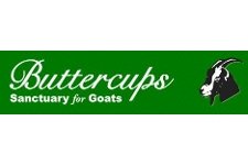Buttercups Sanctuary for Goats