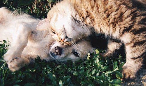 Le coût d'un animal de compagnie